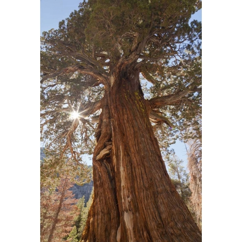 CA, Inyo NF Juniper tree on Shadow Lake trail